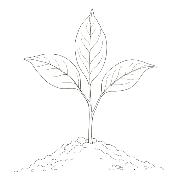 Seedling growing from soil illustration