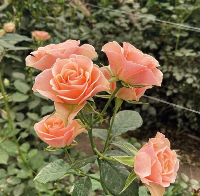 Peach roses growing in a greenhouse